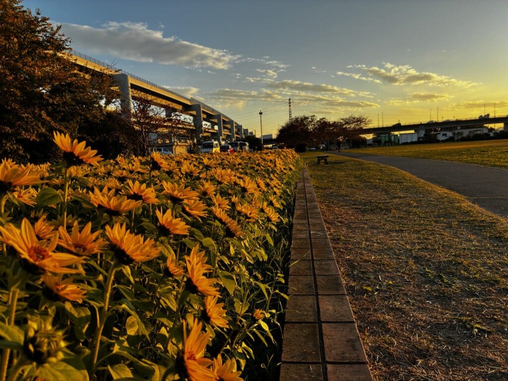 夕陽に照らされて黄金色に輝くひまわり