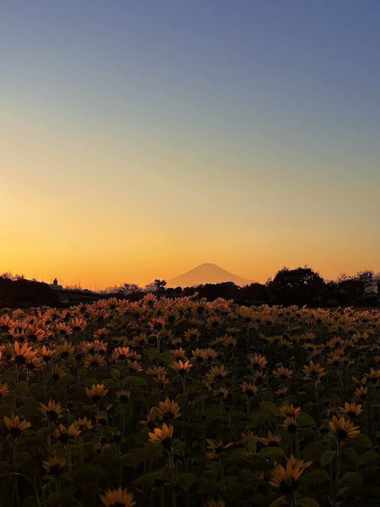 寒川町・川とのふれあい公園で咲く冬のひまわりと富士山の風景