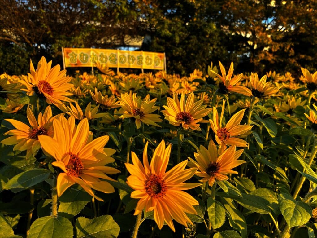 満開を迎えたさむかわ冬のひまわり